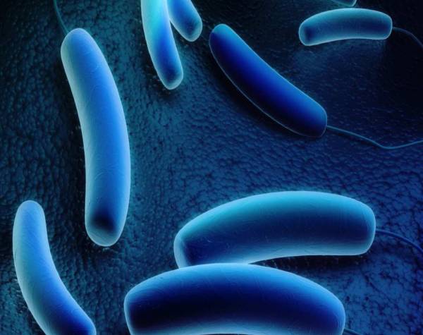 LEGIONELLA