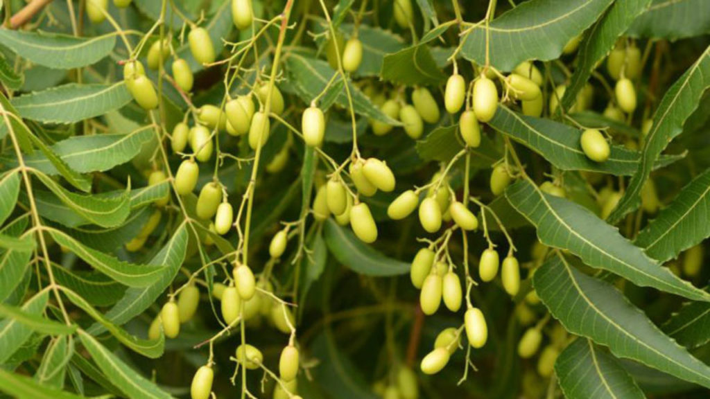 olio di neem per il giardino