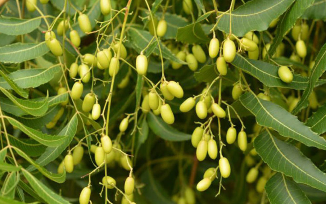 L’olio di neem nell’acqua di irrigazione