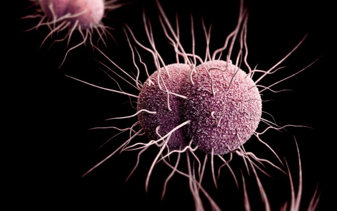 Escherichia Coli nell’acqua di pozzo
