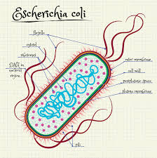 escherichia coli