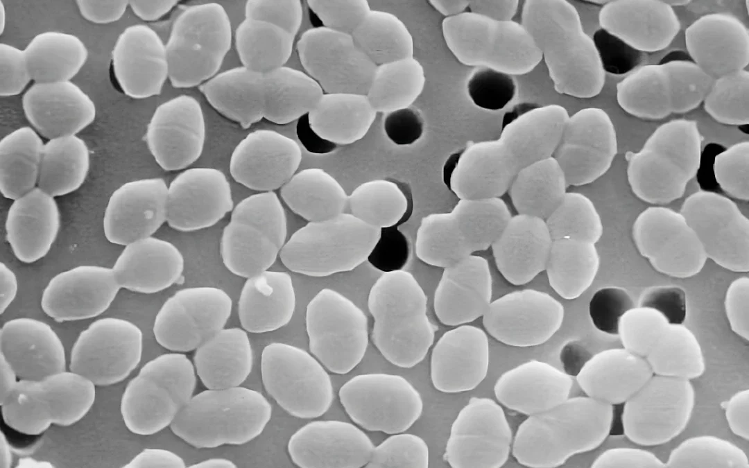 Batteri fecali nell’acqua a Viterbo, consumo vietato in quattro quartieri